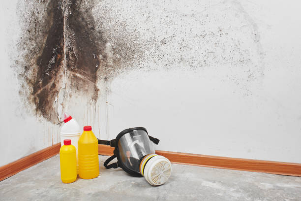 Best Localized Mold Remediation (e.g., coastal areas, humid climates) in Savage, MD