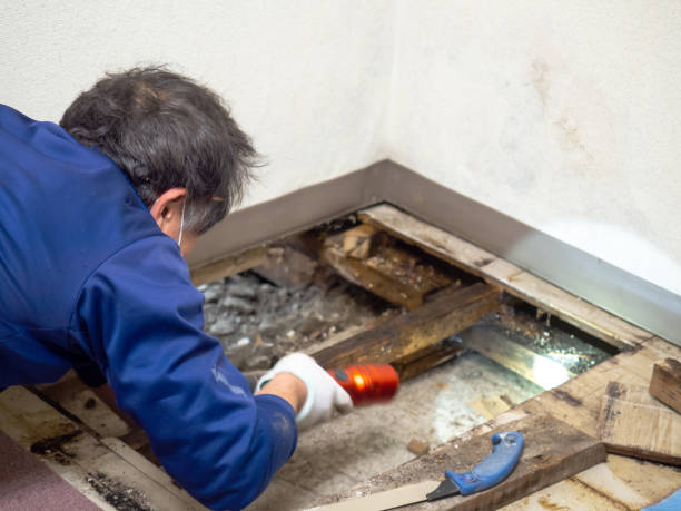 Best Health and Safety Mold Remediation in Savage, MD