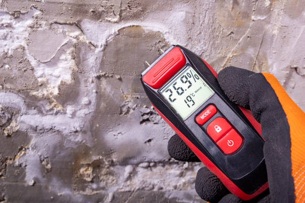 Best Basement Mold Remediation in Savage, MD