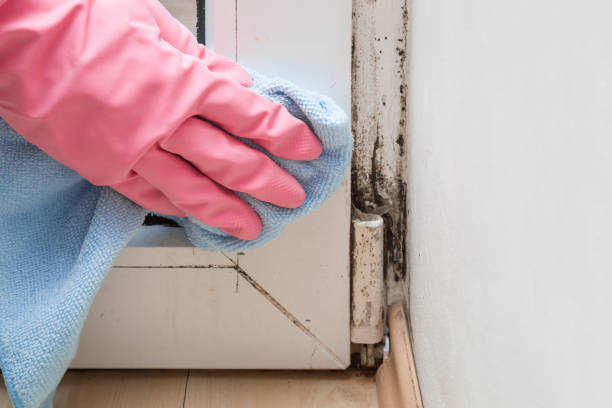 Best Basement Mold Remediation in Savage, MD