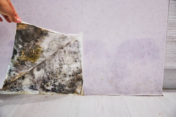 Trusted Savage, MD Mold Remediation Experts